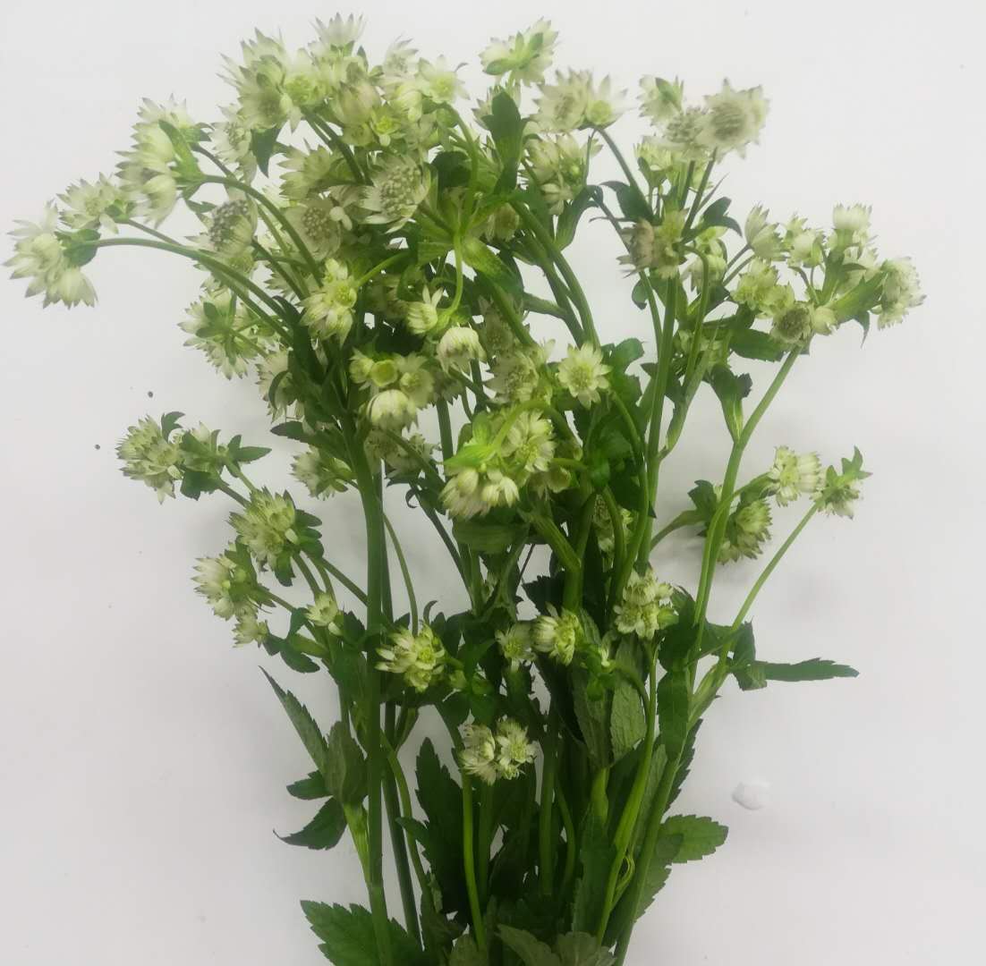 3月25日白星芹Astrantia Billion Star60cm-10支