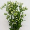 1月21日白星芹Astrantia Billion Star60cm-10支 商品缩略图0