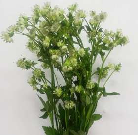 3月25日白星芹Astrantia Billion Star60cm-10支