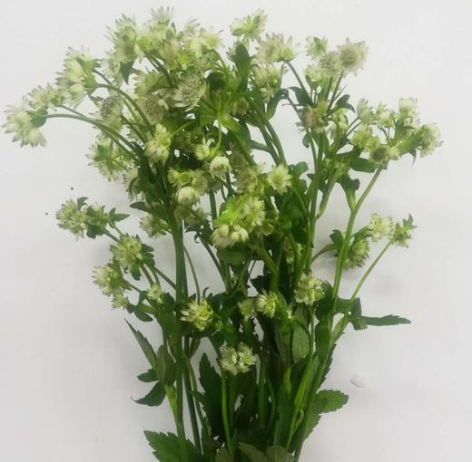 1月21日白星芹Astrantia Billion Star60cm-10支 商品图0