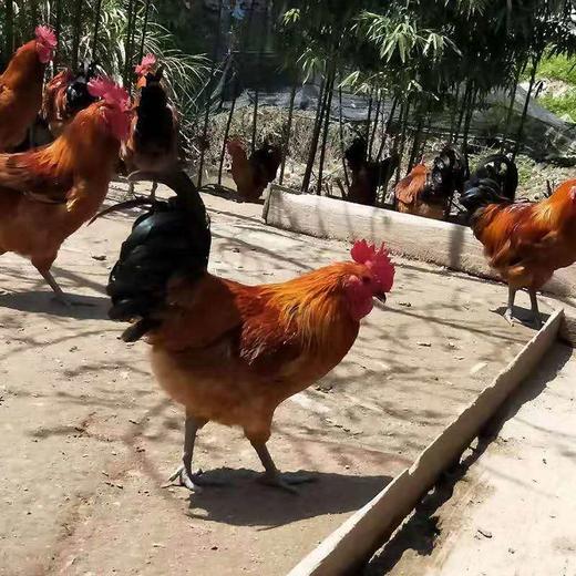 古田月子鸡 商品图0