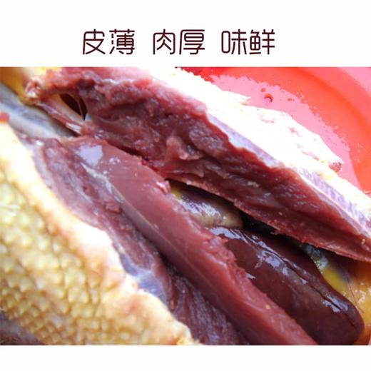 古田黑番鸭 商品图4