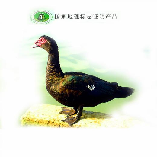 古田黑番鸭 商品图0