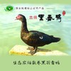 古田黑番鸭 商品缩略图1