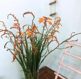 7月30日 精选鲜花 抢购清单