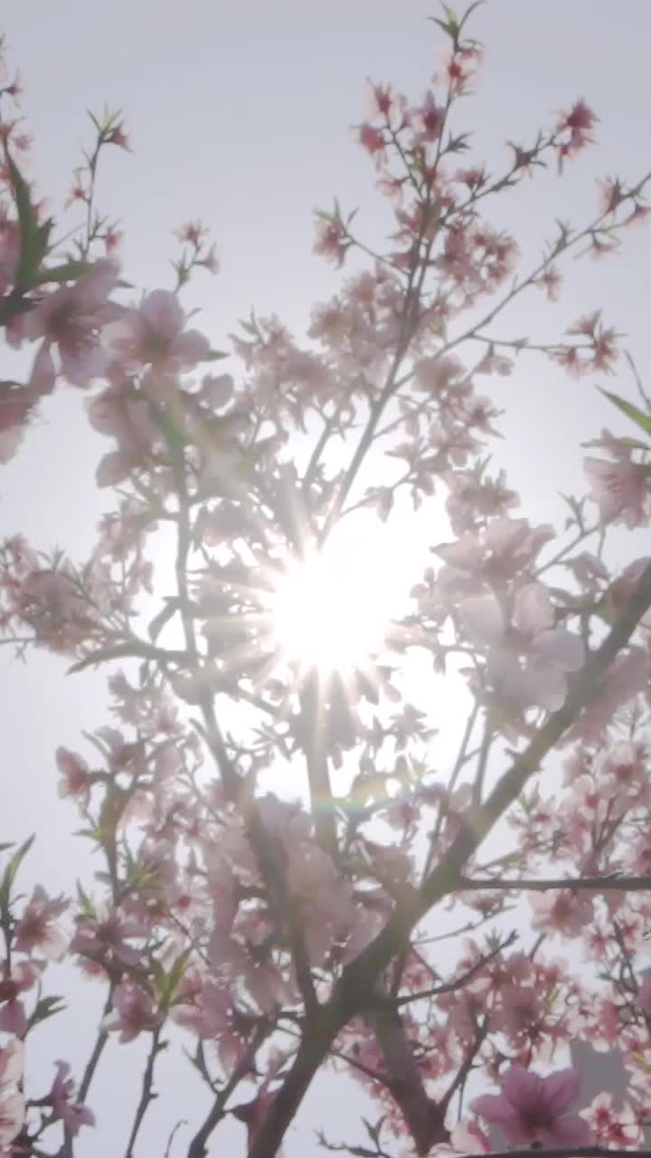 特禀质—荆芥防风茶