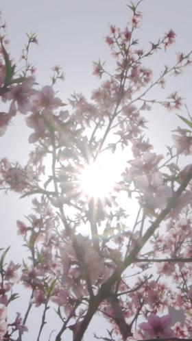 特禀质—荆芥防风茶