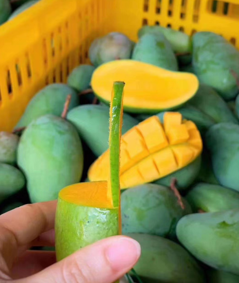 夏天里的心头爱 广西百色芒果 小台芒/大台芒/金煌芒