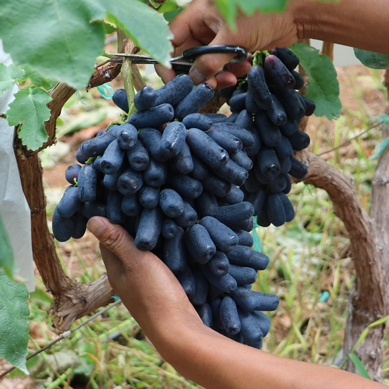 金手指黑提3斤 新鲜提子黑加仑葡萄水果无籽美人指提子