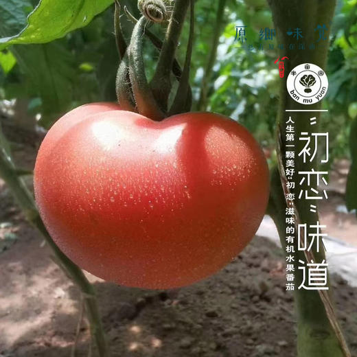 【排单3天发货】新疆“初恋”有机西红柿/番茄（基地直发-顺丰空运）|礼盒装、家庭装，来自新疆库尔勒，生产者：王忠军 商品图8