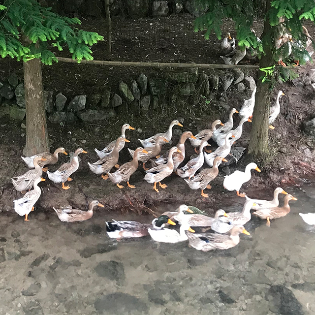 土鸭 （2斤左右）