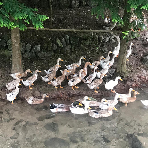 土鸭 （2斤左右） 商品图0