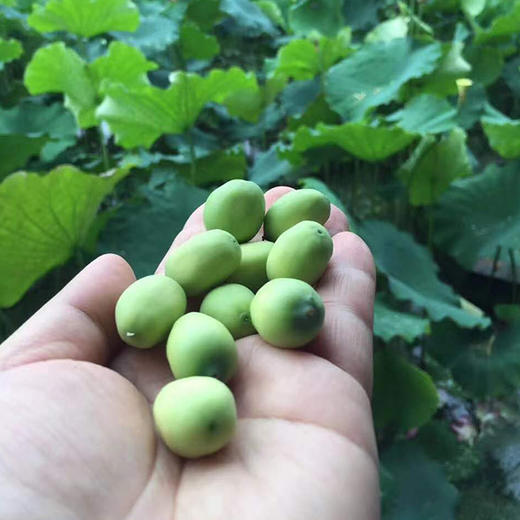 武义宣莲（莲蓬）（3个） 商品图1