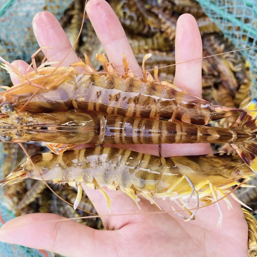 【海鲜精选】东山海鲜活鲜青节虾 野生海虾类中 颜值较高 口感又甜又