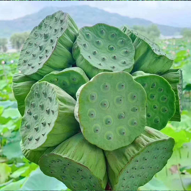 武义宣莲（莲蓬）（3个）