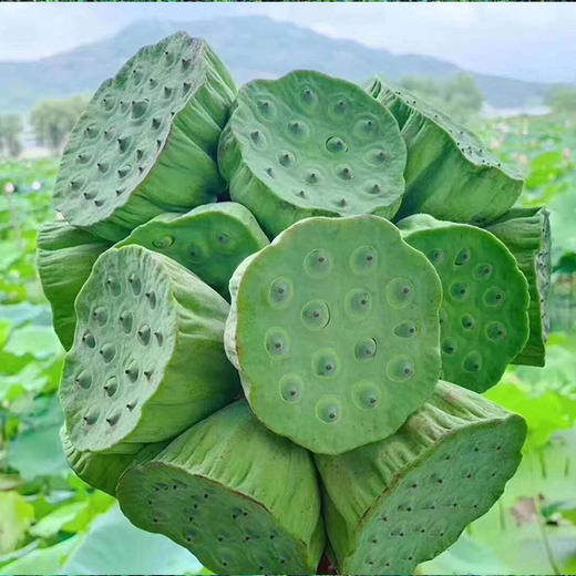 武义宣莲（莲蓬）（3个） 商品图0