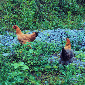 土鸡（3斤左右）