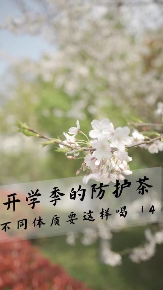 阴虚质—生脉茶 商品图0