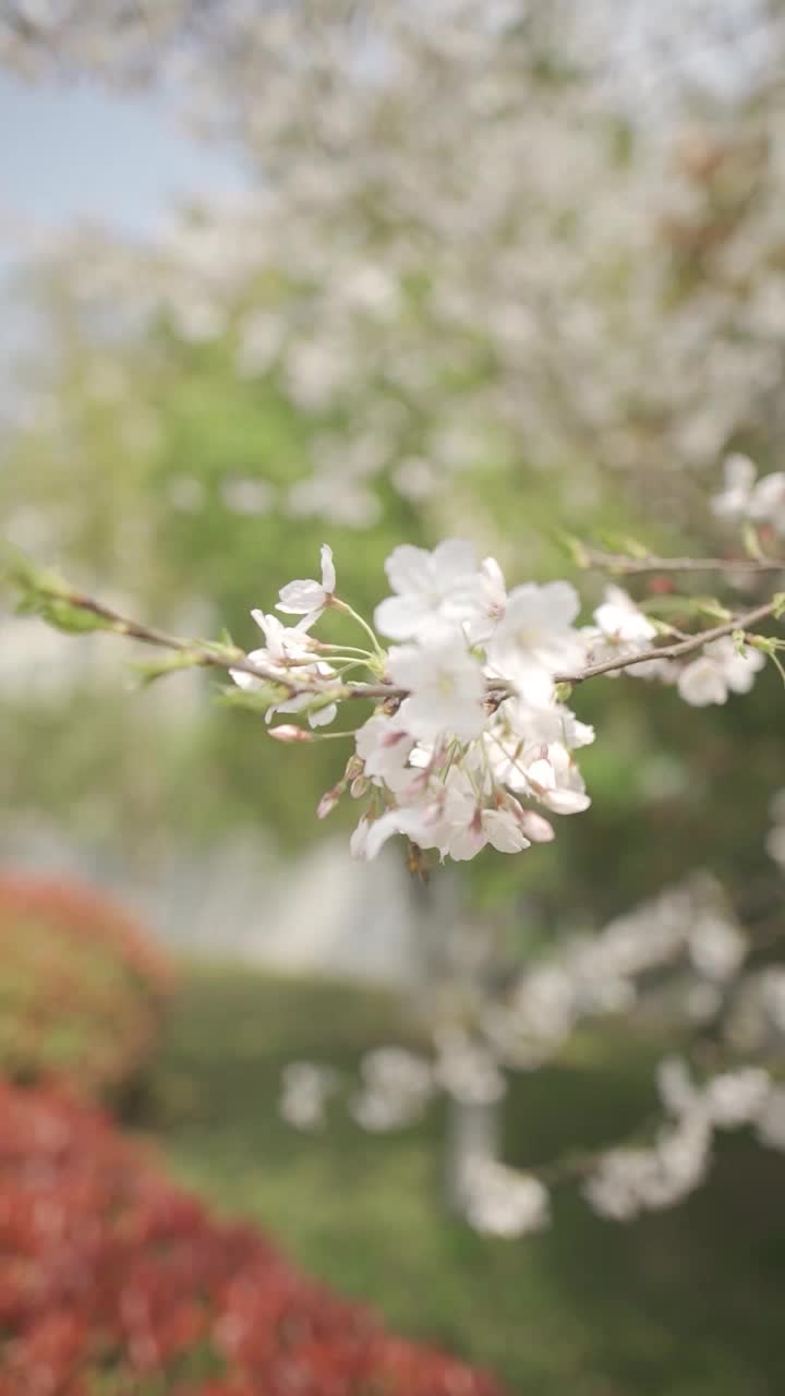 阳虚质—姜桂茶