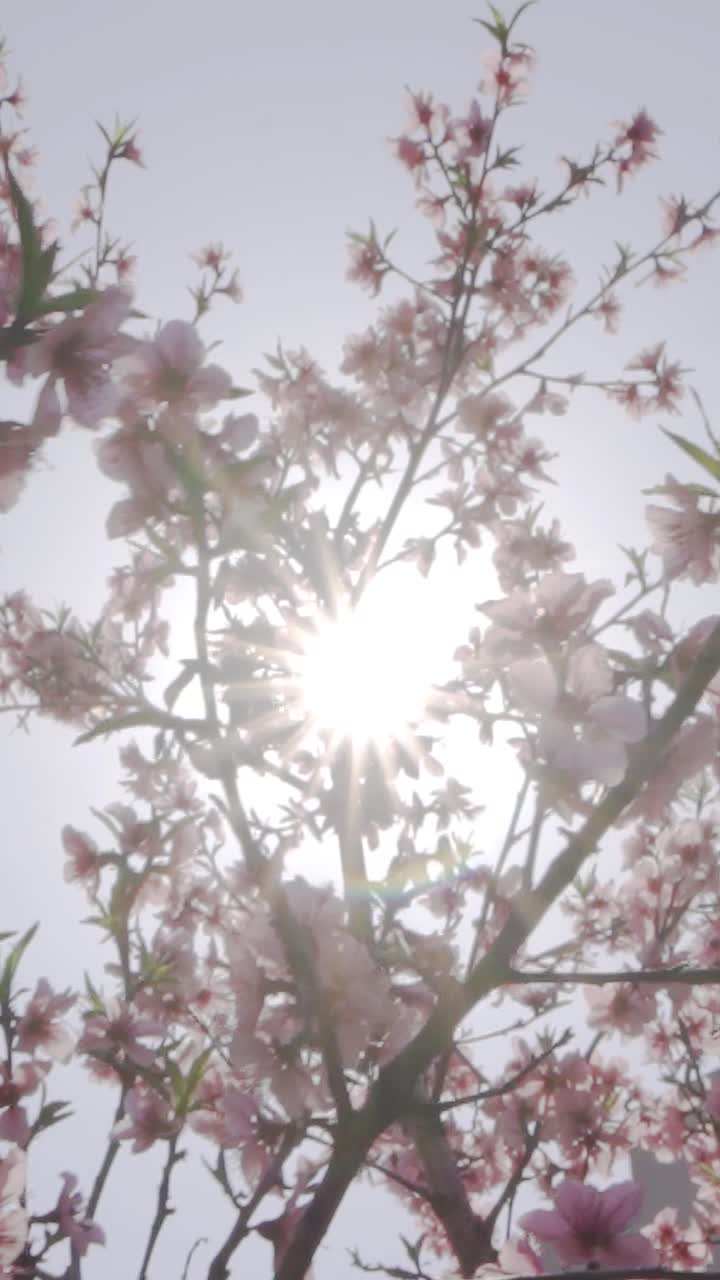 气郁质—逍遥茶