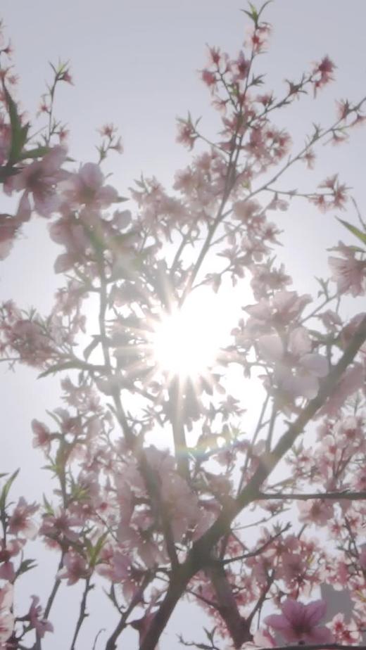 气郁质—逍遥茶 商品图0