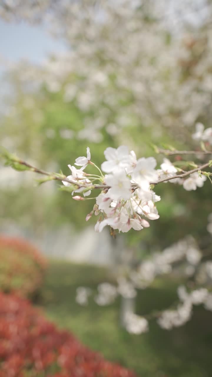 痰湿质—陈皮荷叶姜茶