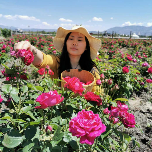 【云南冻干墨红玫瑰花】 冻干墨红花冠茶/ 玫瑰花瓣/ 玫瑰粉/瓶装散称包邮 商品图5