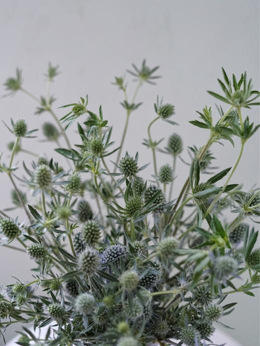 【周四团购】刺芹一把49.8元 2人拼团 商品图3