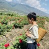【云南冻干墨红玫瑰花】 冻干墨红花冠茶/ 玫瑰花瓣/ 玫瑰粉/瓶装散称包邮 商品缩略图4