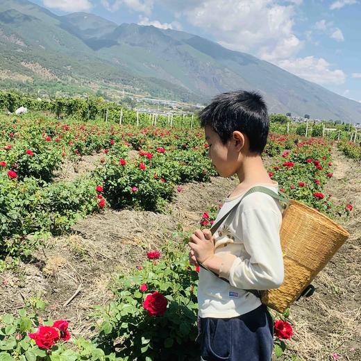 【云南冻干墨红玫瑰花】 冻干墨红花冠茶/ 玫瑰花瓣/ 玫瑰粉/瓶装散称包邮 商品图4