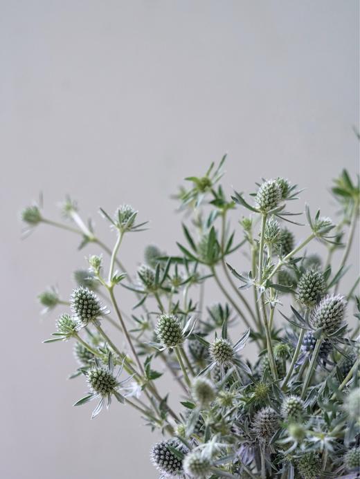 【周四团购】刺芹一把49.8元 2人拼团 商品图2