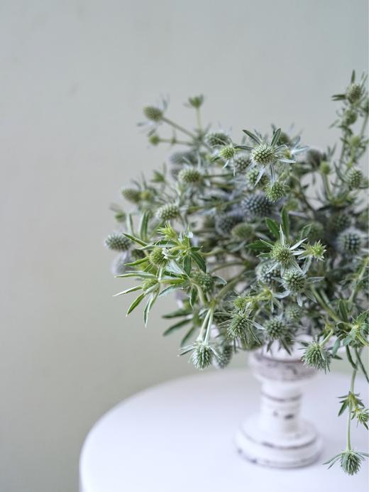 【周四团购】刺芹一把49.8元 2人拼团 商品图1