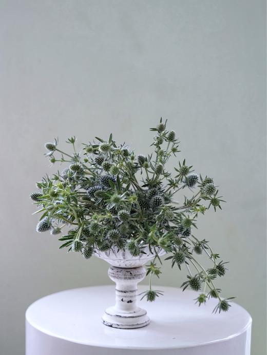 【周四团购】刺芹一把49.8元 2人拼团 商品图5