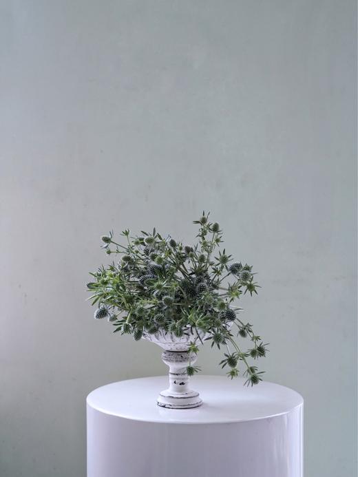 【周四团购】刺芹一把49.8元 2人拼团 商品图0