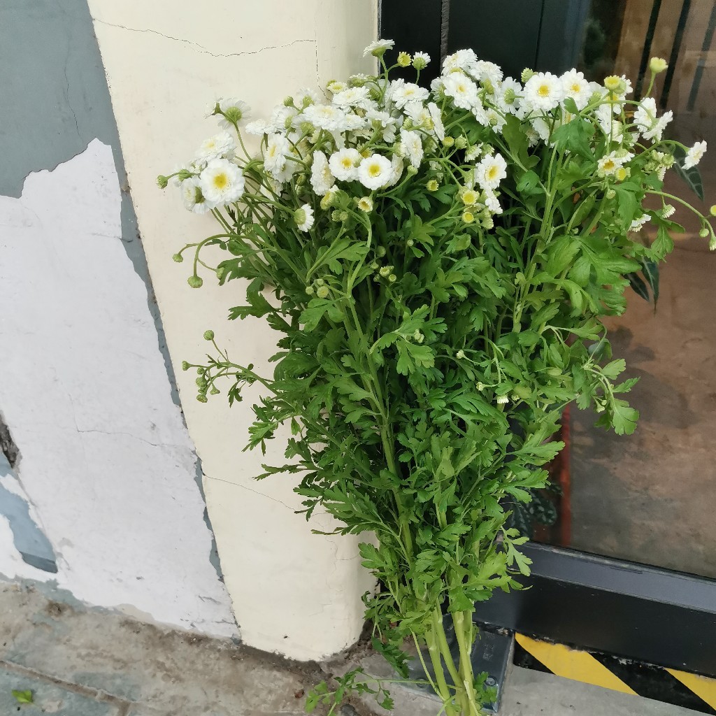 重瓣洋甘菊10支【助花农】新鲜 京郊原产地