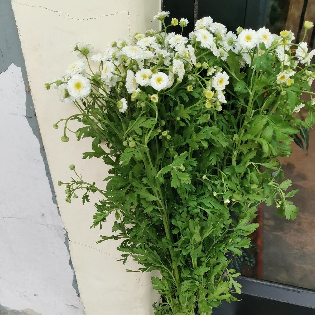 重瓣洋甘菊10支【助花农】新鲜 京郊原产地
