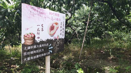 无蜜桃不夏天，桐鲜生*阳山微生物菌肥水蜜桃，唯蜜的秘密，第七季 商品图3