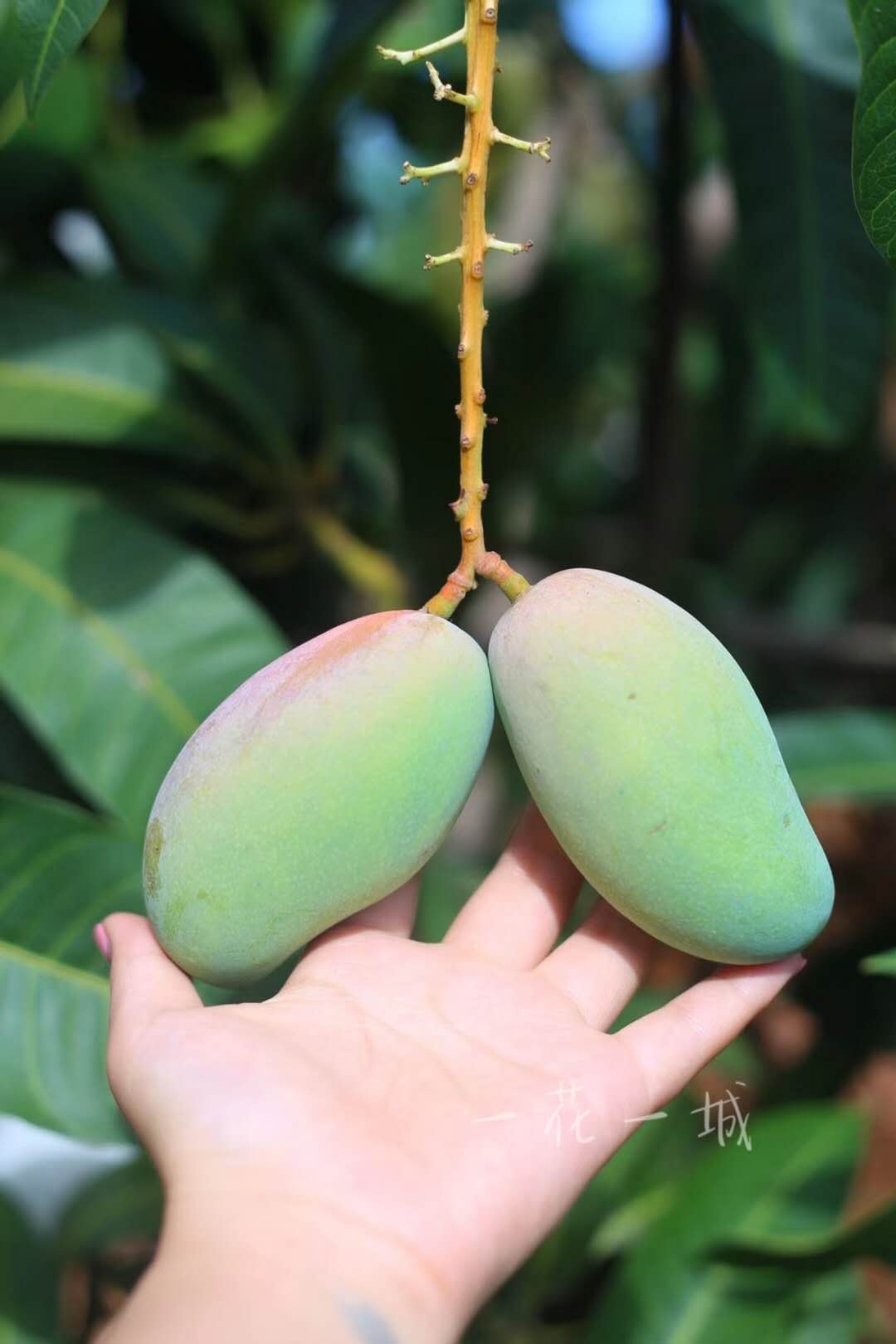 攀枝花大金煌芒布丁 核薄肉糯Q弹，5斤8斤，中通包邮