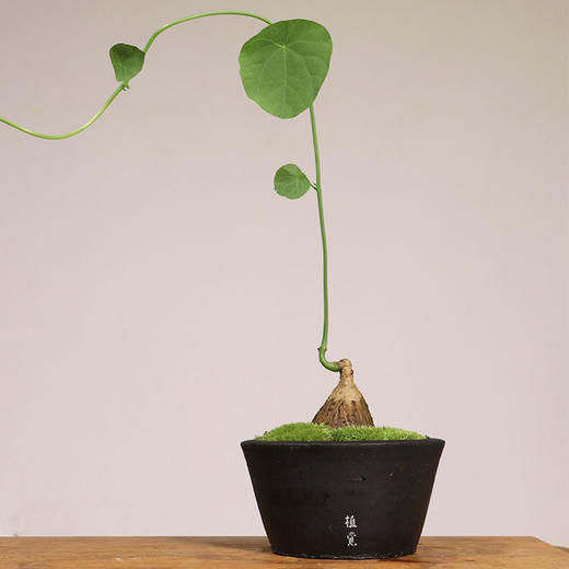 植觉 山乌龟 室内耐阴藤蔓植物办公室爬藤绿植盆栽