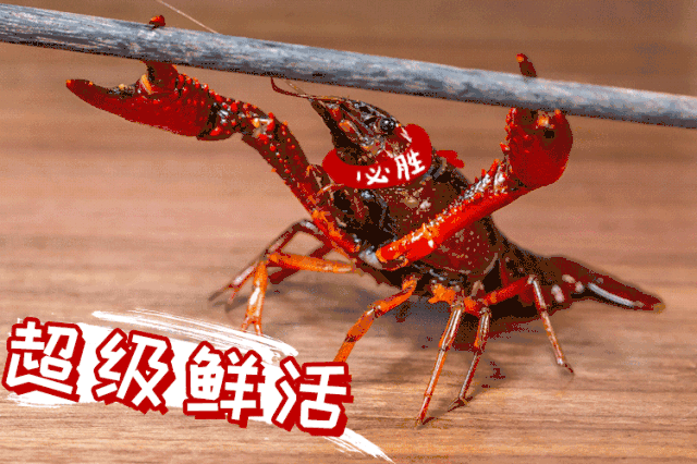 鲜活的小龙虾,看看他们活蹦乱跳的样子~  商家选用新鲜食材,上等原料