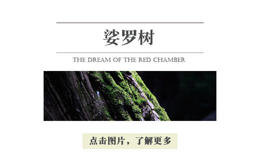 娑罗树 商品图0