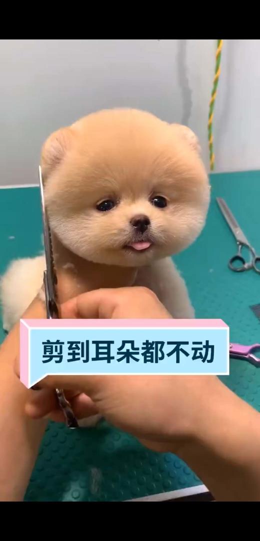 快乐源泉--萌宠 商品图0