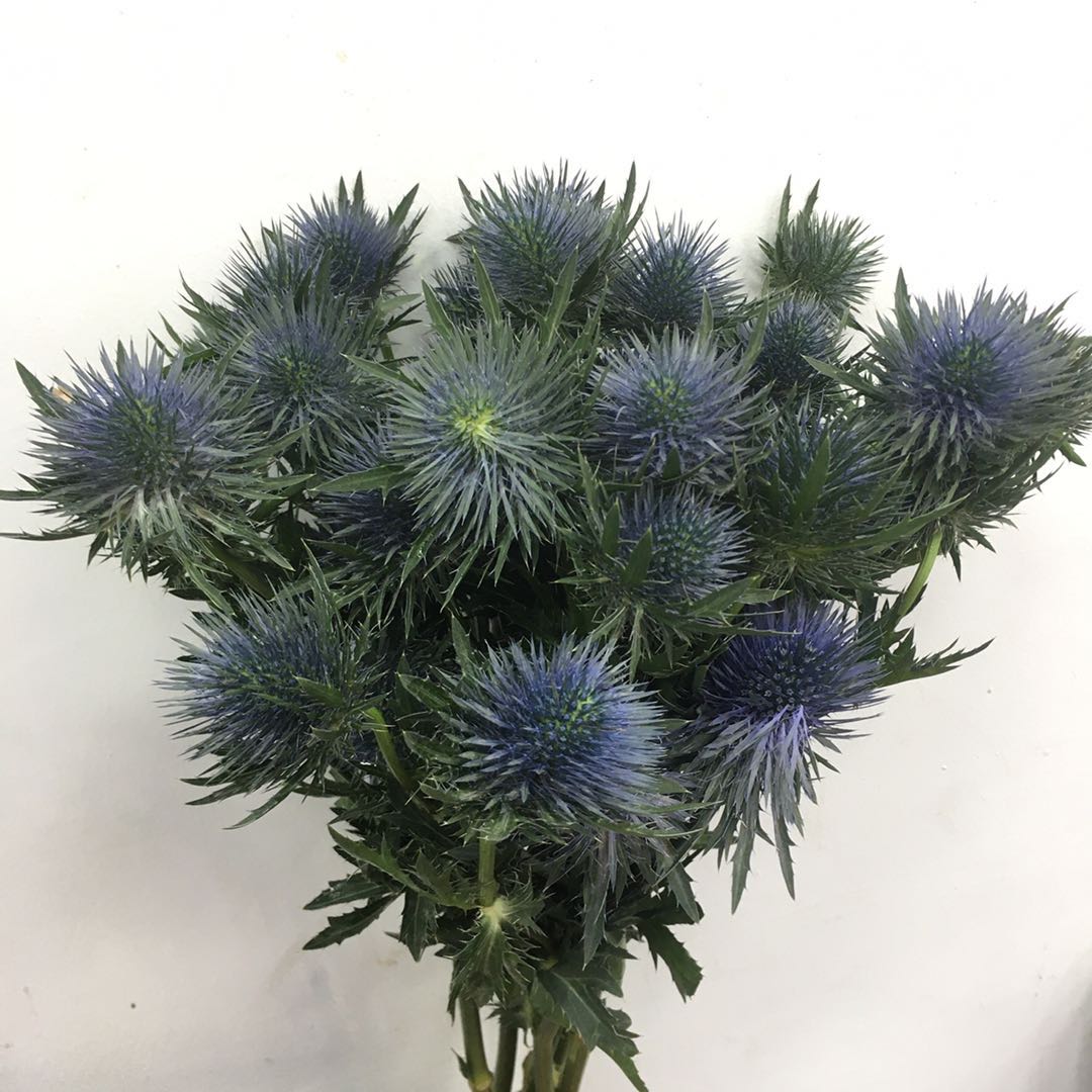 4月8日刺芹-磁铁 MagnetarA1-50cm-10支