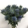 2月4日刺芹-磁铁加蓝 MagnetarA1-50cm-10支 商品缩略图0