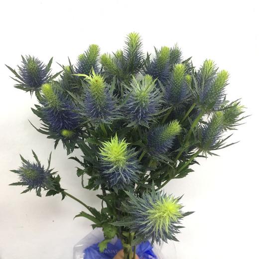 1月14日刺芹-超星supernovaA3-50cm-10支 商品图0