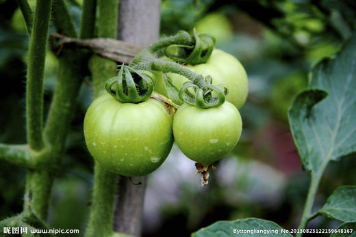 高温如何多座果 商品图0