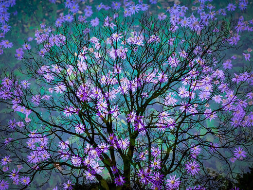 XPM摄影教育提升课 著名摄影家史林平《风光摄影必修课》 商品图0