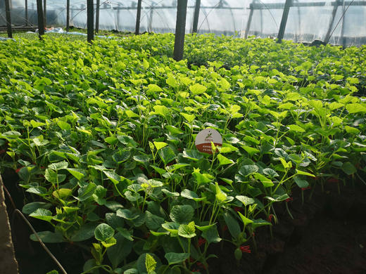 秋茬蔬菜定植前后管理 商品图0