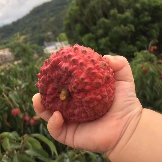 蜜丁香荔枝王 核小肉厚 晶莹剔透 香气扑鼻