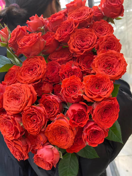 多头玫瑰 恰恰 红色小奥斯丁花型